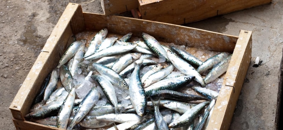 Typische Erzeugnisse des Landes um Cesenatico