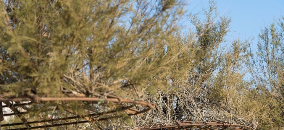 Spiaggia delle Tamerici