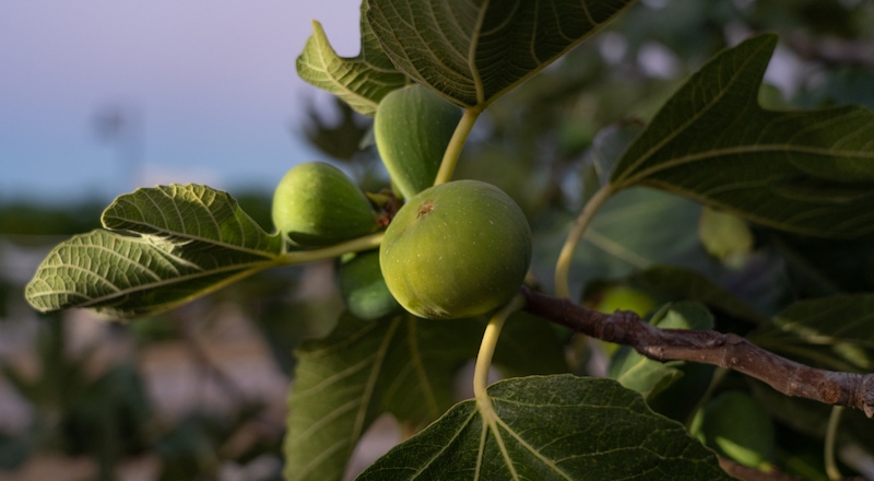 Cattedrale delle Foglie