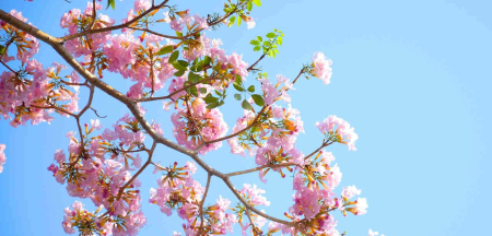 Offerta maggio e week end di primavera