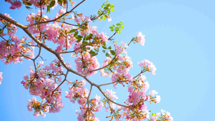 Offerta maggio e week end di primavera