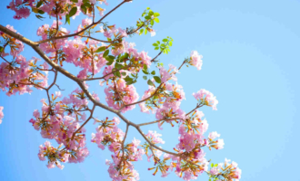 Offerta 25 aprile, sagra del pesce e week end di primavera