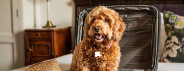 Offerta Pet Friendly