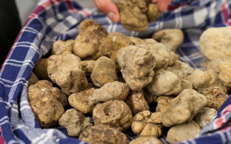 Il tartufo bianco: l’oro dell’autunno