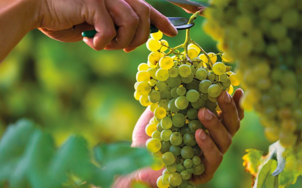 Pagadebit: è ora di fare i conti, e bere vino